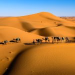 camels on desert under blue sky